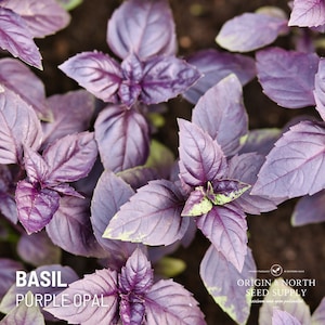 May include: Close-up of purple basil plants, with large, oval-shaped leaves. The leaves are a deep purple color, with some green accents. The text "BASIL PURPLE OPAL" is displayed in white at the bottom left.