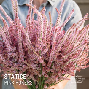 Statice - Pink Pokers x 50 Seeds