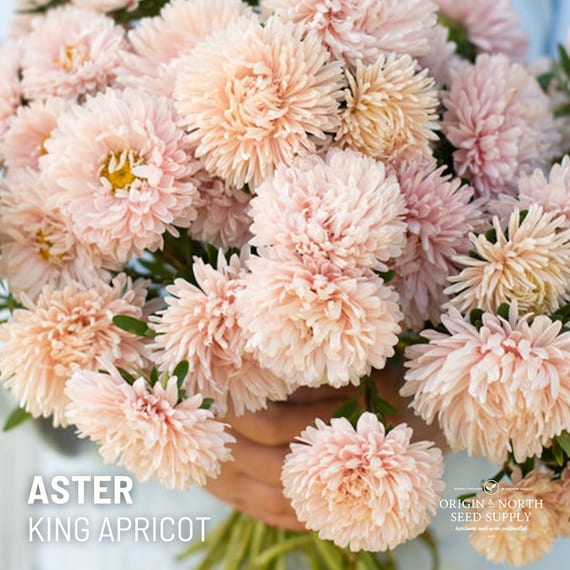 Aster King Apricot x 25 Seeds