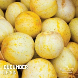 Cucumber Lemon x 20 Seeds