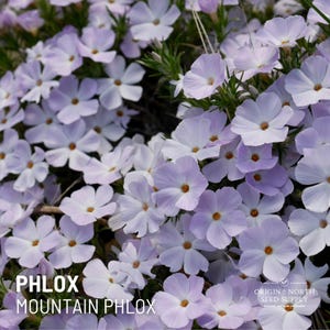 Phlox Mountain x 50 Seeds