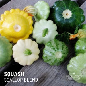 Summer Squash Scallop Mix x 15 Seeds