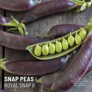 Peas Royal Snap II x 50 Seeds