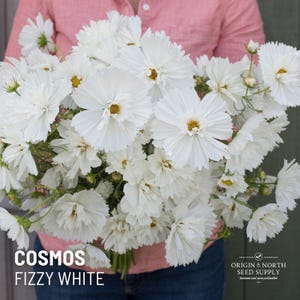 Cosmos Seeds Fizzy White x 25 Seeds