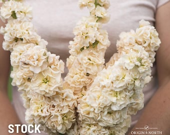 Stock Iron Apricot  x 25 Seeds
