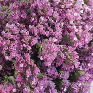 Statice Seeker Rose x 50 Seeds