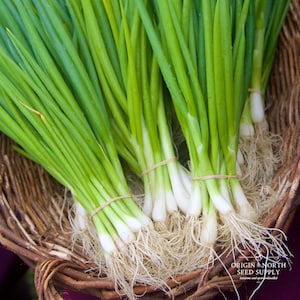 May include: A bunch of fresh green scallions with white roots, tied together with rubber bands, in a woven basket.