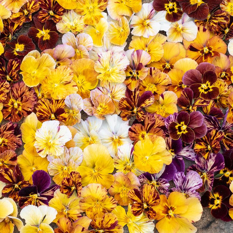 Viola Brush Strokes  x 25 Seeds