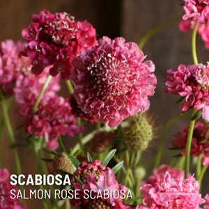 Scabiosa Salmon Rose  x 25 Seeds