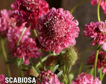 Scabiosa Salmon Rose  x 25 Seeds