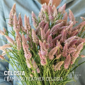Celosia Flamingo Feather x 25 Seeds