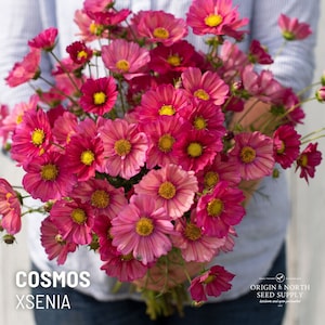 Cosmos Xsenia x 25 Seeds