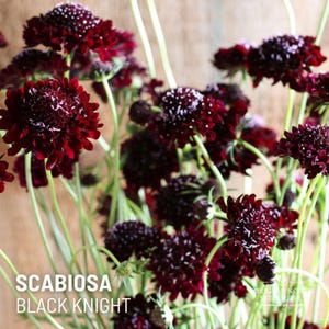 Scabiosa Black Knight  x 25 Seeds
