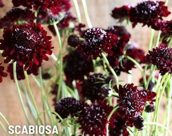 Scabiosa Black Knight  x 25 Seeds