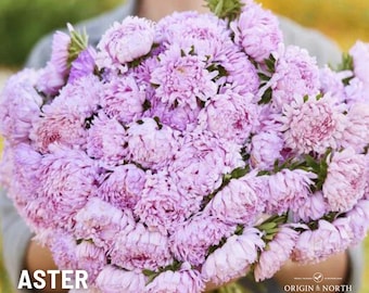 Aster Peony Coral Rose  x 25 Seeds