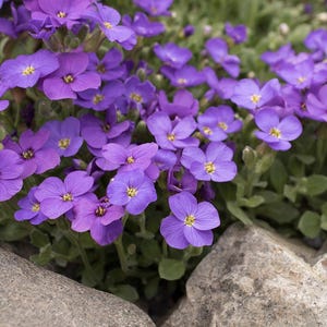 Phlox Blue x 50 Seeds