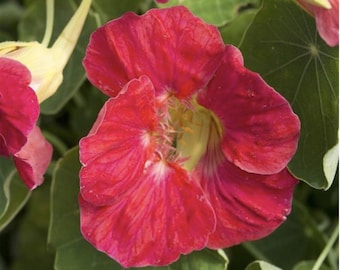 Nasturtium Tip Top Rose x 25 Seeds