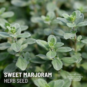 Mejorana dulce x 100 semillas