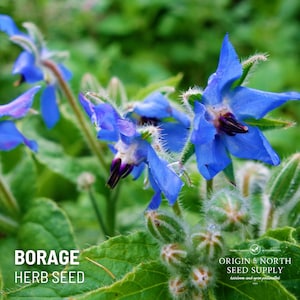 Borage x 50 Seeds
