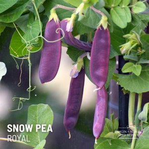 Peas Royal Snow x 50 Seeds