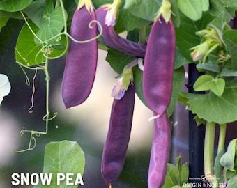 Peas Royal Snow x 50 Seeds