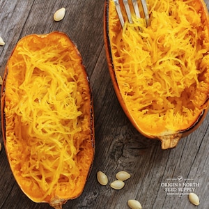 Squash Spaghetti x 10 Seeds