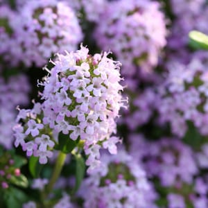 Creeping Thyme x 100 Seeds