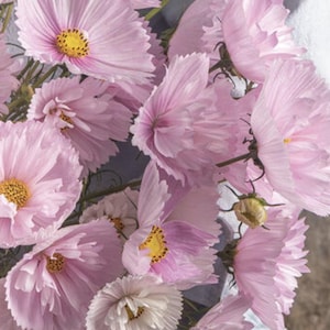 Cosmos Cupcakes Blush x 25 seeds