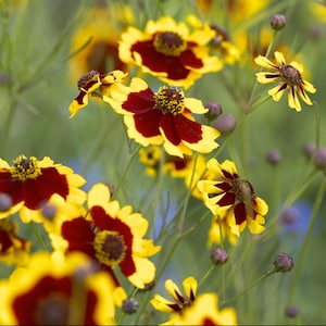 Coreopsis Plains x 200 seeds