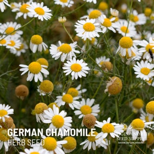 Manzanilla Alemana x 200 Semillas