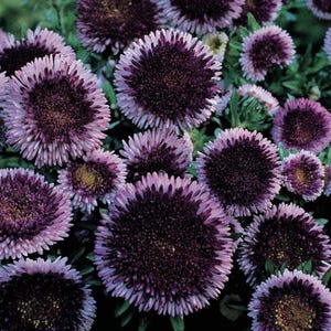 Aster Blue Moon PomPon  x 25 seeds