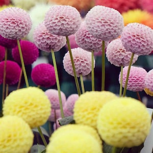 Dahlia Pompon Mix x 20 Seeds