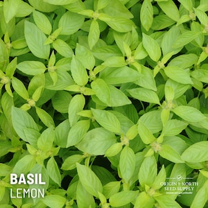 Albahaca Limón x 100 Semillas