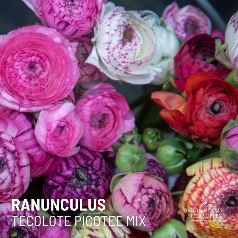 Ranunculus - Etsy