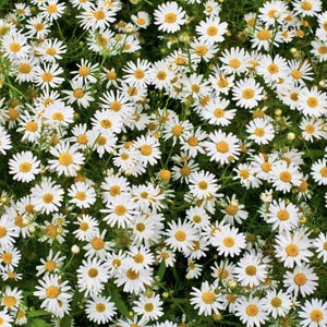 Chrysanthemum Ox-Eye Daisy x 100 Seeds