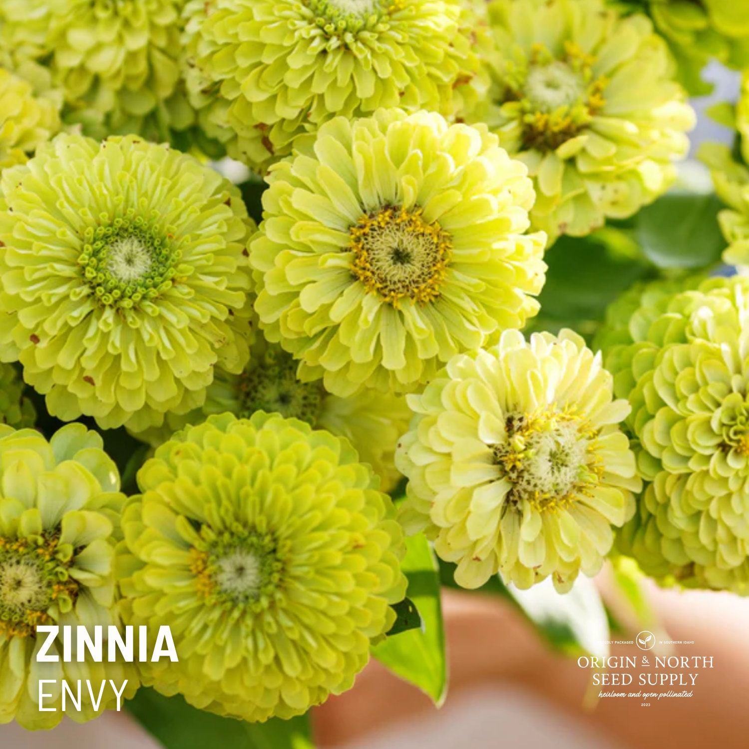 Zinnia Envy X 25 Seeds - Etsy
