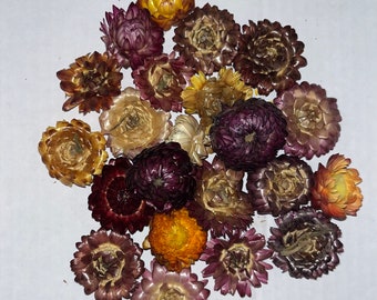 Droge chrysant, 10 stuks