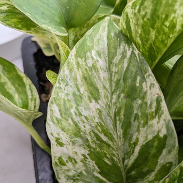 Marble Queen Pothos Starter Plant Live Variegated Rooted Beginner Plant Pothos Plant Free Bonus Houseplant Gift