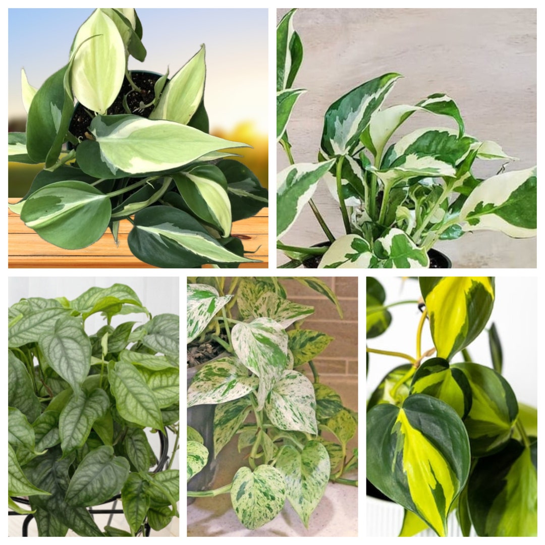 Mystery Plant Box Pothos Plant Cuttings, Plant Node Bundles, Pothos