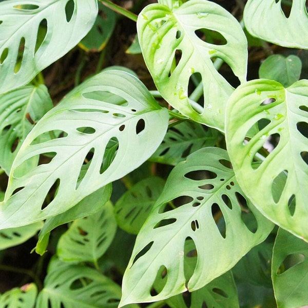 Swiss Cheese Plant Little Swiss Tropical Indoor Easy Care Fast Growing Plant Size Options