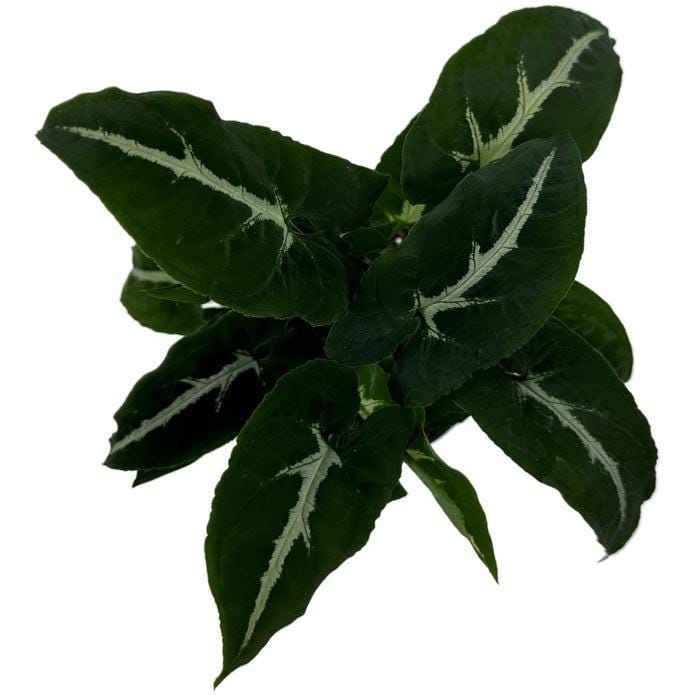 Syngonium Wendlandii Arrowhead Plant Starter Plant velvet-leaf variety of arrowhead plant houseplant foliage