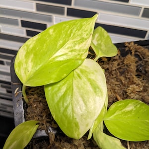 Variegated Neon Pothos Live Rooted House Plant Starter with Free Bonus Gift