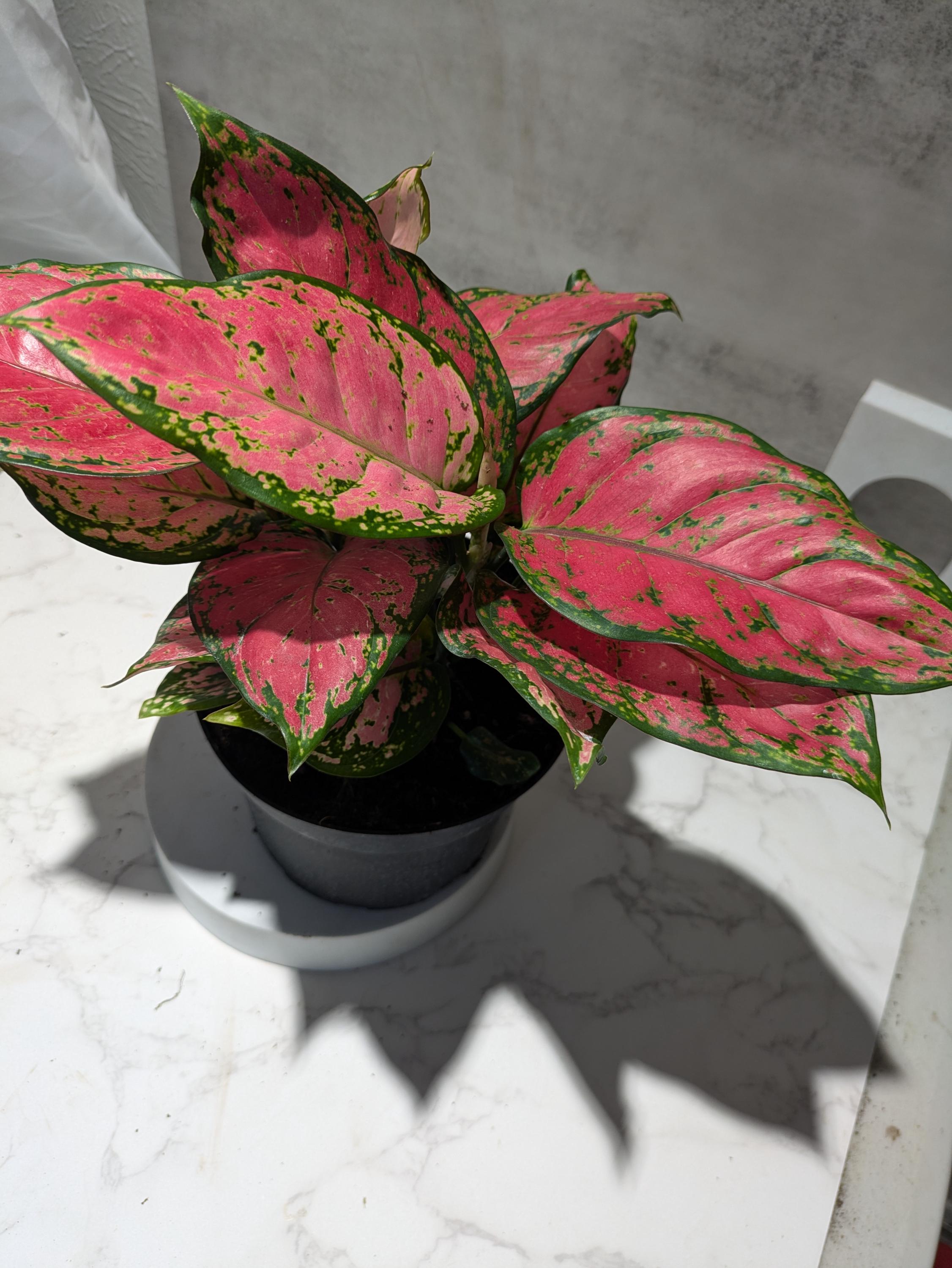 elephant ear type plant Alocasia Black Stem, Elephant Ears, Live Tropical Plant