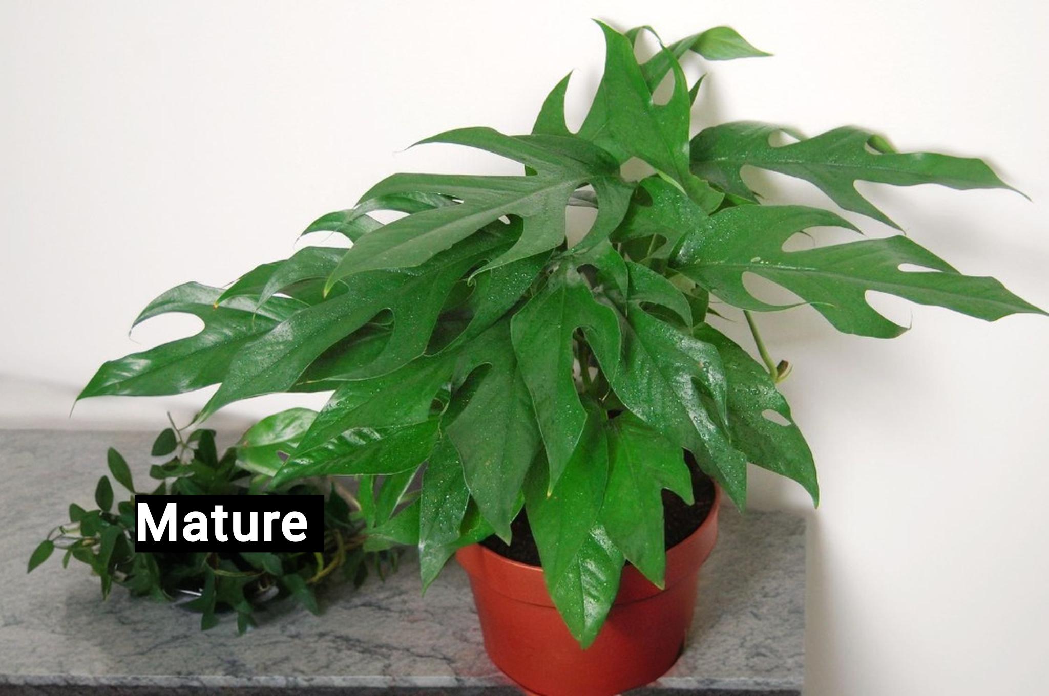 Baltic Blue Pothos Cuttings Or Plant Starter, Baltic Blue Pothos Houseplant Clipping Rare, Fenestration/Holes When Mature Fast Vine Growth