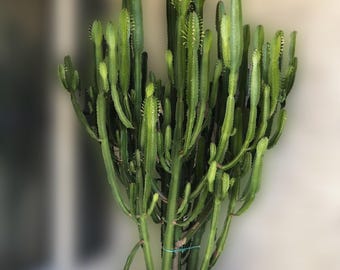 Milk‐tree♡ Green Milk Tree 6 Inch Euphorbia Trigona African Milktree