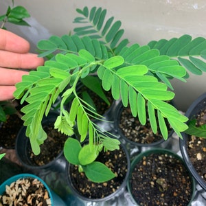 Tamarind Seedling