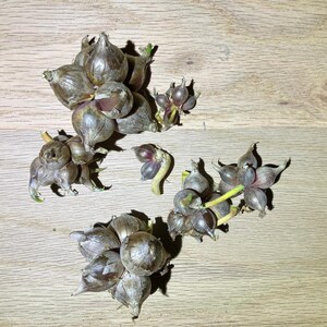 25 Egyptian Walking Onion Topset Bulblets Regenerative Heirloom