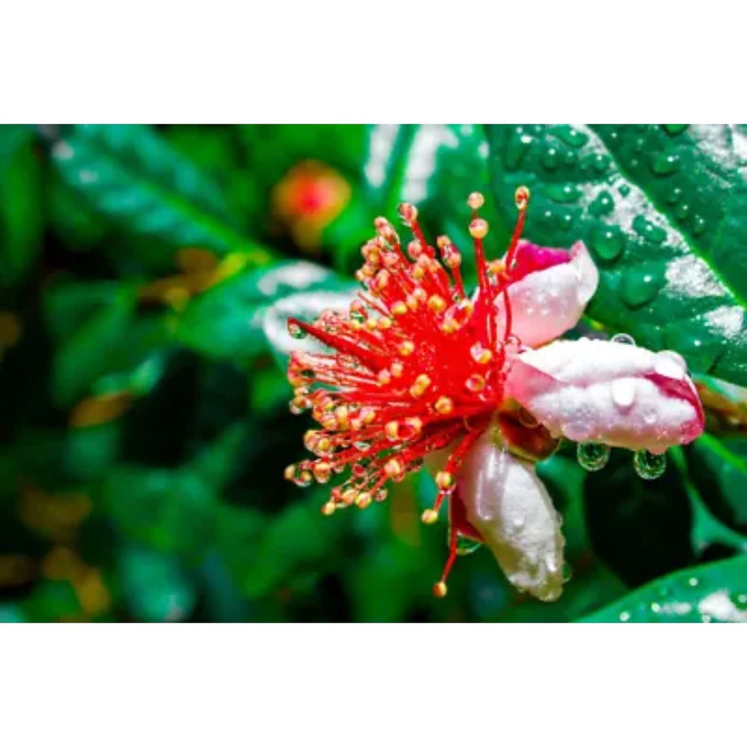 Dwarf Pineapple Guava Tree feijoa Sellowiana Seeds 10seeds Etsy