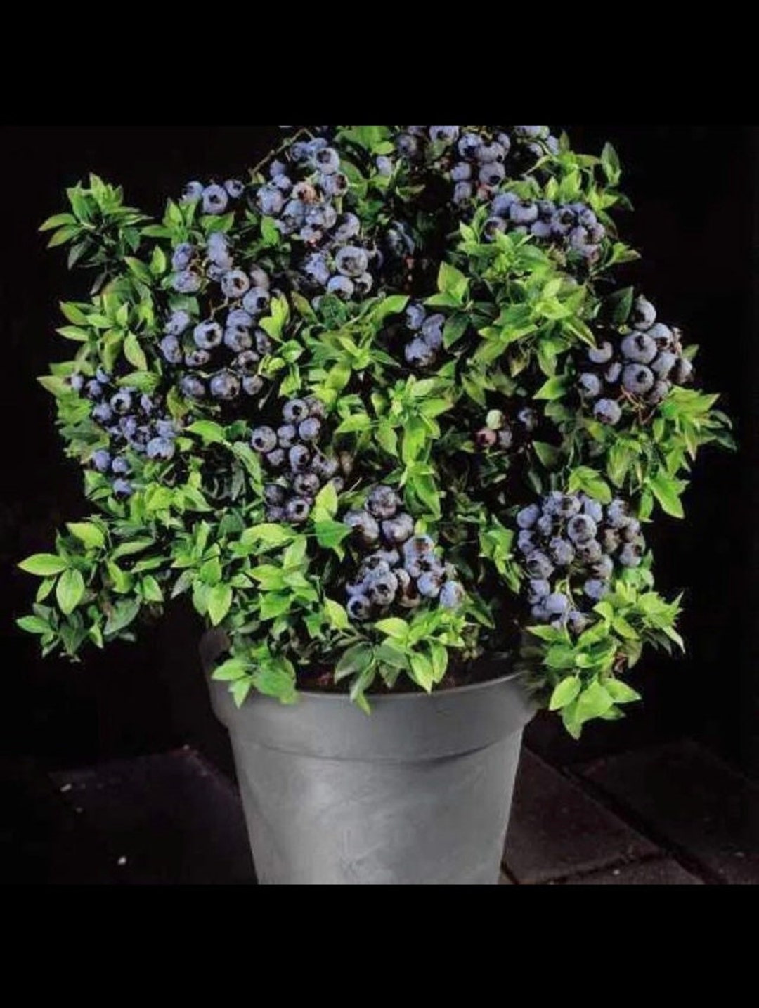 100 Blueberry Seeds Dwarf Top Hat Low Bush Variety Etsy
