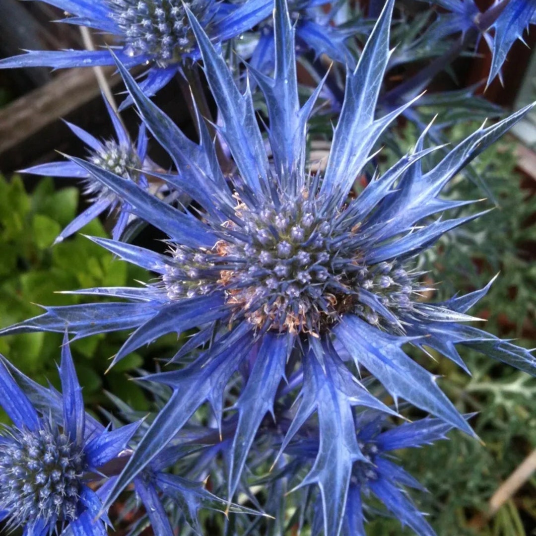 25 Blue Star Sea Holly Eryngium Flower Seeds Etsy